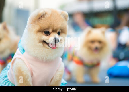 Niedlichen Pommerschen Hund in modische Kleidung Stockfoto