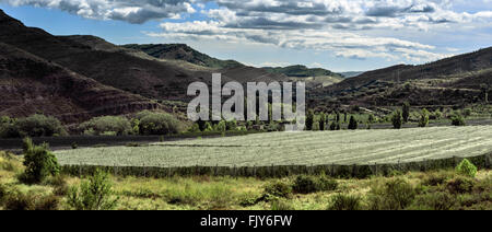 Apfelplantage unter Netzen Stockfoto