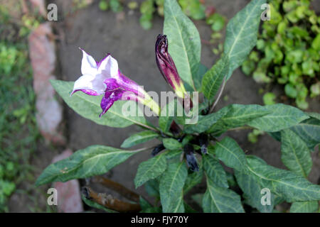 Datura Metel, Teufels Trompete, Sorte mit schmalen Blättern und Crmpled lila Blumen, Trichter geformten, Zierpflanzen, Heilpflanzen Stockfoto