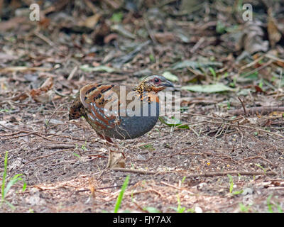 Ein Rufous-throated Rebhuhn (Arborophila Rufogularis) auf dem Waldboden in Thailand auf Nahrungssuche Stockfoto