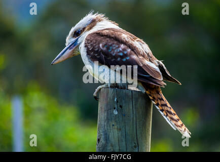 Kookaburra sitzt auf einem Zaunpfosten Stockfoto