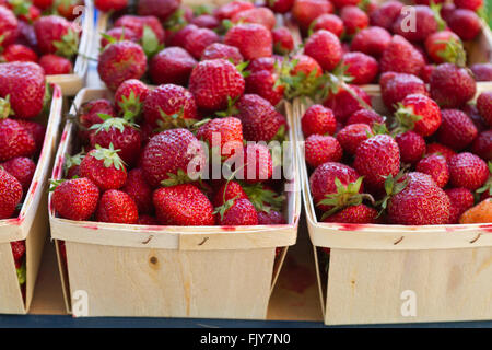 Frisch gepflückten Erdbeeren in Körben auf dem Bauernmarkt Stockfoto