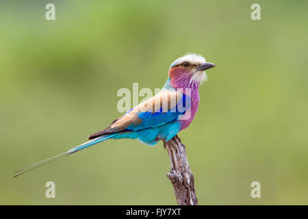 Lillac-breasted Roller im Krüger-Nationalpark, Südafrika; Specie Coracias Caudatus Familie von Coraciidae Stockfoto