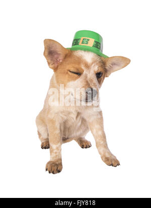 Australian Cattle dog Welpen mit Saint Patricks Day Hut isoliert auf weiss Stockfoto