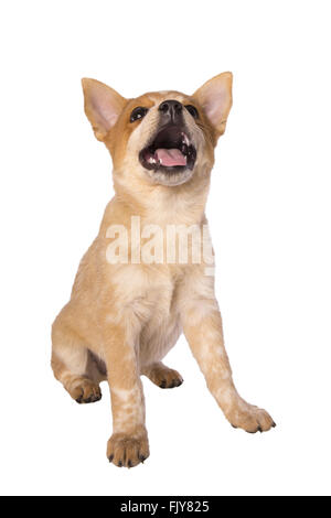 Glücklich Australian Cattle dog Welpen mit offenem Mund isoliert nachschlagen Stockfoto