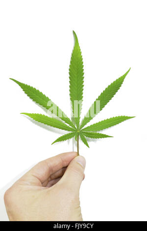 Hand, die einzelnen Marihuanablatt durch weißen Hintergrund isoliert Stockfoto