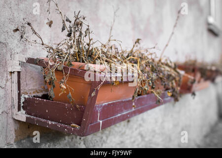 Tot und trockene Pflanzen in Töpfen auf der Wand. Stockfoto