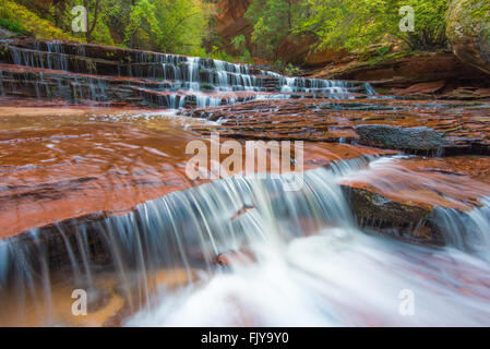 Erzengel fällt auf die linke Gabel des North Creek (U-Bahn) Trail, Zion Nationalpark, Utah Stockfoto