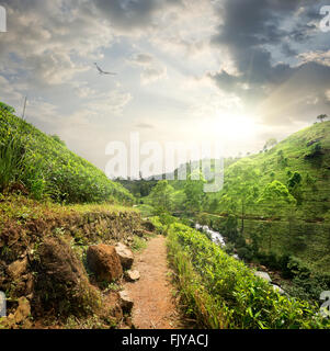 Vogel über Tee Felder bewölkten Morgen, Sri Lanka Stockfoto