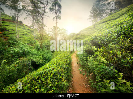 Wanderweg im Teeplantage bei Sonnenuntergang, Sri Lanka Stockfoto