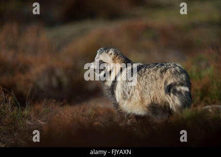 Marderhund / Marderhund (Nyctereutes Procyonoides) steht im Rampenlicht auf einer Lichtung, Uhren aufmerksam zur Seite. Stockfoto