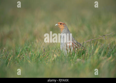 Grey Partridge / Rebhuhn (Perdix Perdix), Männlich, Paarungszeit, sitzt im Rasen, streckt den Hals um gute Übersicht zu erhalten. Stockfoto