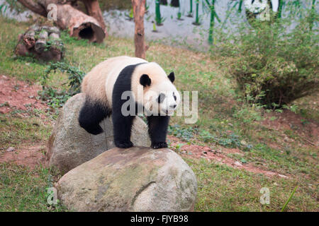 Panda in Zoo Stockfoto