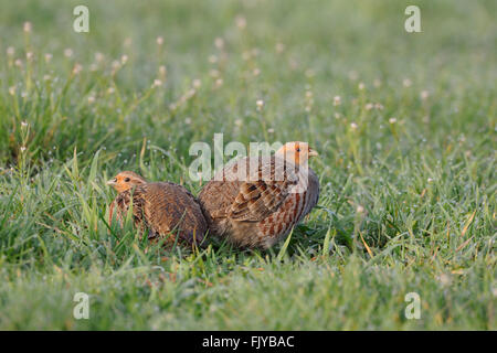 Graue Rebhühner / Rebhuehner (Perdix Perdix), Paare, sitzt in einer frühlingshaften Wiese, ersten Morgenlicht vielen Tautropfen. Stockfoto