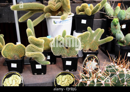 Hildewintera Aureispina Cristata Kaktus oder bekannt als Crested Golden Rattenschwanz Stockfoto