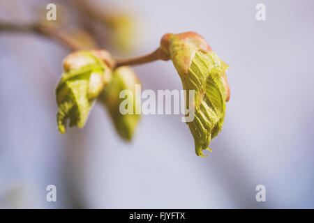 erste Blätter und Knospen auf Linden Baum Frühling Foto Stockfoto