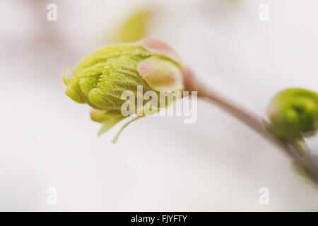 erste Blätter und Knospen auf Linden Baum Frühling Foto Stockfoto