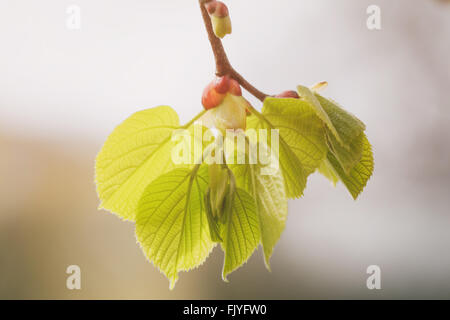 erste Blätter und Knospen auf Linden Baum Frühling Foto Stockfoto