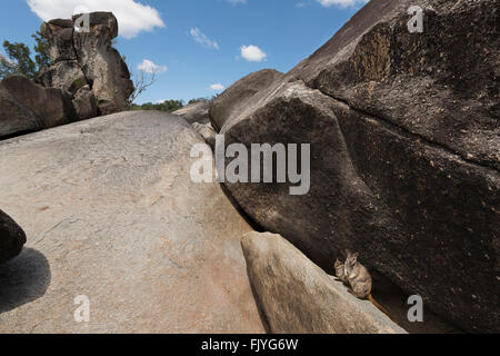 Mareeba Felsen-Wallaby (Petrogale Mareeba) Stockfoto