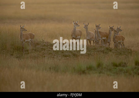 Rotwild (Cervus elaphus), Gruppe / Herde von Hahnenherden, stehend auf einem kleinen Hügel im weiten offenen Land, Grassteppe, weiches warmes Hinterlicht, Europa. Stockfoto