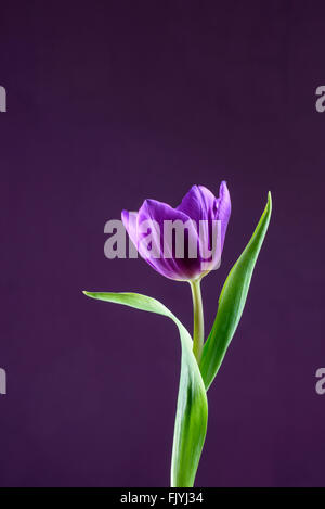 Eine lila Tulpe Blume lila Hintergrund Stockfoto