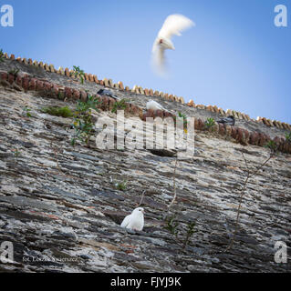 Eine fliegende weiße Taube auf einer alten Mauer Stockfoto