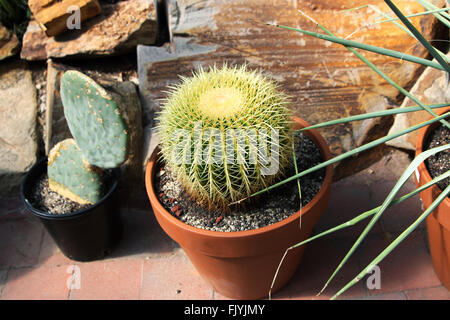 Wachsende Barrel Cactus und Opuntia in einem Topf Stockfoto