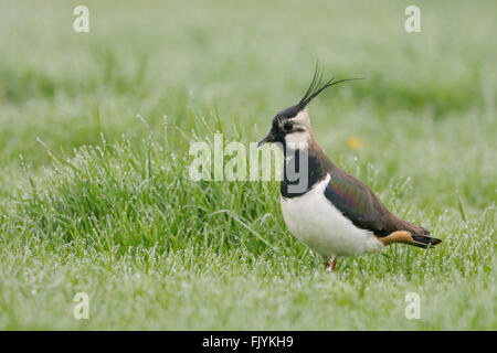 Schöne Erwachsene männliche Kiebitz / Kiebitz (Vanellus Vanellus) stehend auf einer nassen Wiese, auf der Suche um aufmerksam. Stockfoto