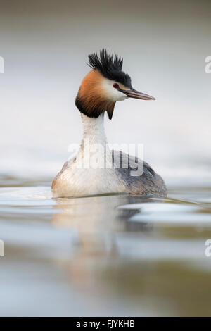 Großer Schurkenvogel (Podiceps cristatus), Erwachsener in Zuchtkleidung, schwimmt auf hellem, schön farbigem Wasser, schaut sich um, Tierwelt, Europa. Stockfoto