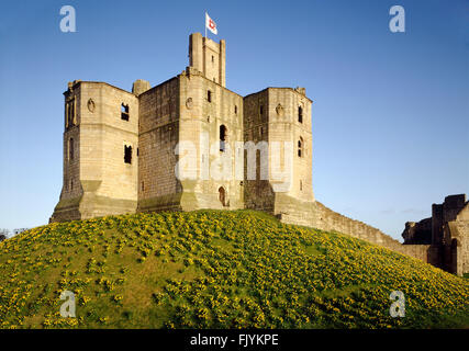 WARKWORTH CASTLE, Northumberland. Ansicht des Bergfrieds aus der Nord-West mit Narzissen auf dem Hügel. Stockfoto