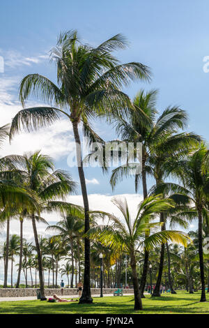 Menschen und Palmen Bäume auf South Beach Boardwalk in Miami Beach, Florida, USA Stockfoto