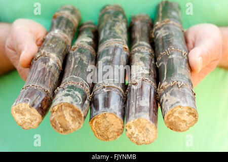 Sugar Canes. Gibt Officinarum. Stockfoto