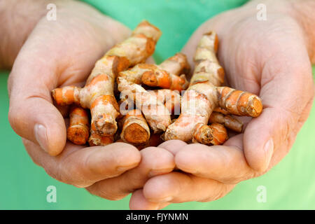 Curcuma Longa. Stockfoto