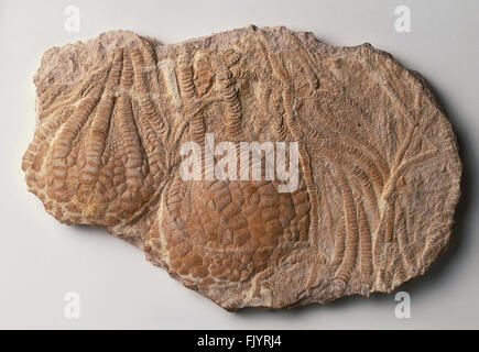 Fossile Überreste von Uintacrinus Socialis (langarmige Meer Lilie) Stockfoto