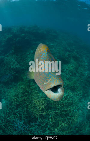 Erwachsene männliche Napoleon Lippfisch (Cheilinus Undulatus) im Riff Stockfoto