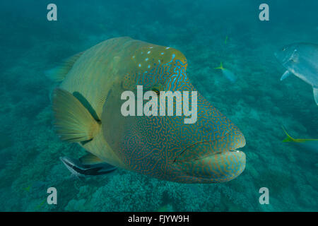 Erwachsene männliche Napoleon Lippfisch (Cheilinus Undulatus) im Riff Stockfoto