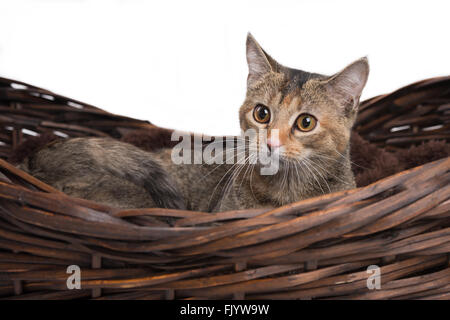 Calico Kitty Katze im Korb Stockfoto
