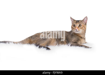 Amerikanische kurze Haare Kattun Kitty Katze mit weißem Hintergrund Stockfoto