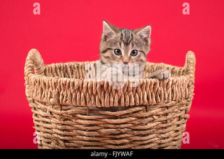 Tiger abgestreift Kätzchen im Korb mit rotem Hintergrund Stockfoto