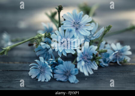 Blaue Blumen Chicorée, Nahaufnahme Stockfoto