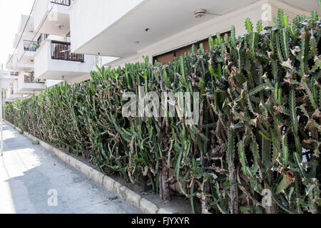 Kaktus-Hecke. Stockfoto