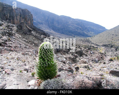 Riesigen Lobelien unter Lavafelsen an den Hängen des Kilimanjaro. Stockfoto