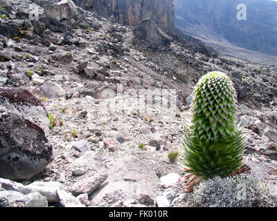 Riesigen Lobelien unter Lavafelsen an den Hängen des Kilimanjaro. Stockfoto