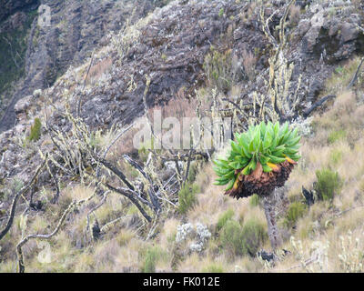 Ein Grat des Lava-Wand auf dem Kilimandscharo Stockfoto