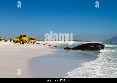 Ein Containerschiff traf zwei Bulldozer-Kampf um einen Toten Wal zu entfernen, die nach es an Kapstadt Strand angespült. Stockfoto