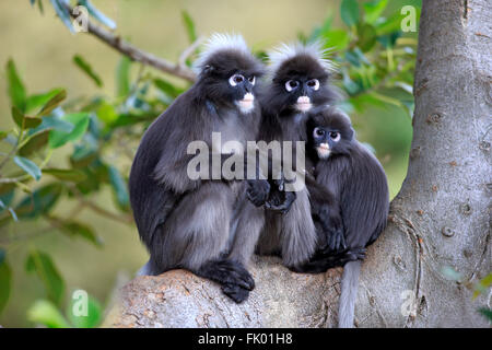 Altrosa Leaf Monkey, Asien / (Trachypithecus Obscurus) Stockfoto