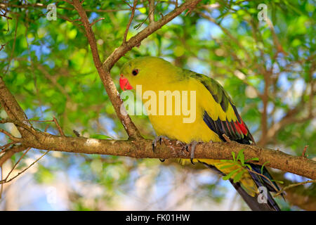 Bergsittich, Männchen auf Baum, South Australia, Australien / (Polytelis Anthopeplus) Stockfoto