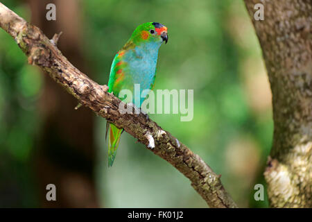 Violett-gekrönter Lorikeet, Erwachsene auf Baum, South Australia, Australien / (Glossopsitta Porphyrocephala) Stockfoto