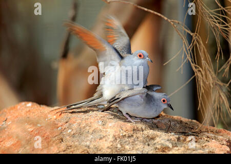 Diamant-Taube, paar, Paaren, South Australia, Australien / (Geopelia Cuneata) Stockfoto