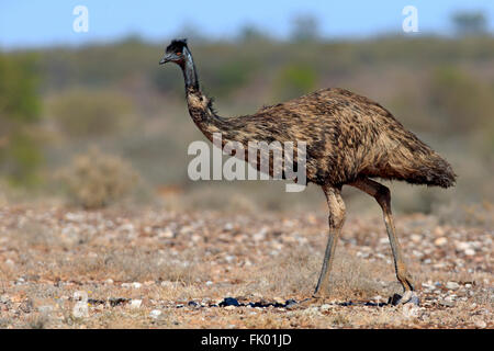 Emu, Erwachsenen gehen, Sturt Nationalpark, New South Wales, Australien / (Dromaius Novaehollandiae) Stockfoto